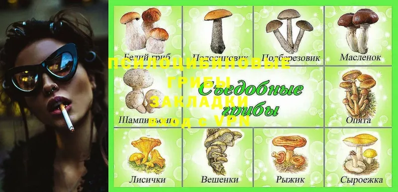 Псилоцибиновые грибы Psilocybine cubensis  Кораблино 